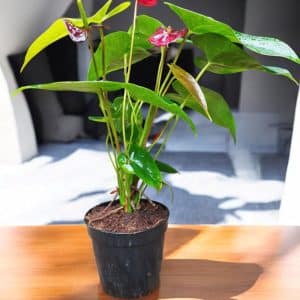 Anthurium Red Flamingo