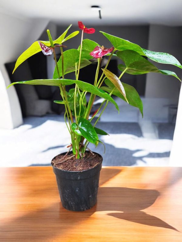 Anthurium Red Flamingo