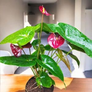 Anthurium Red Flamingo