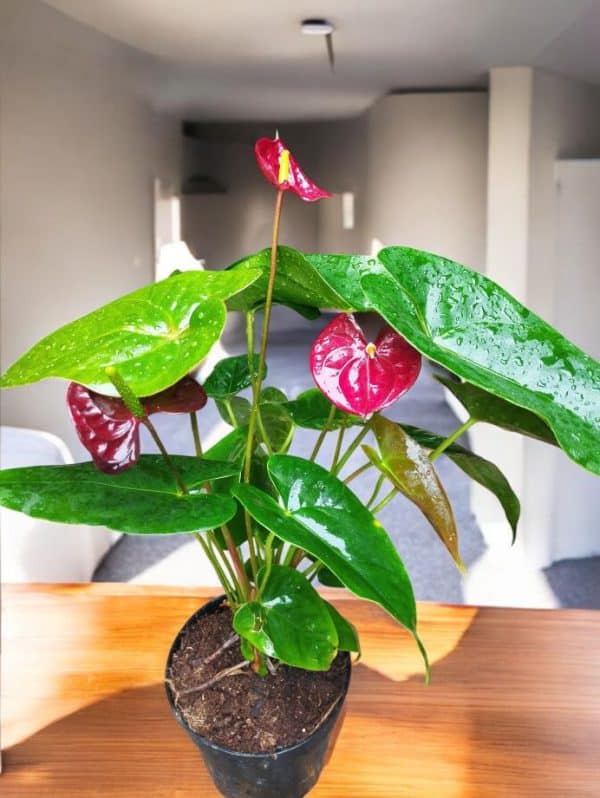 Anthurium Red Flamingo