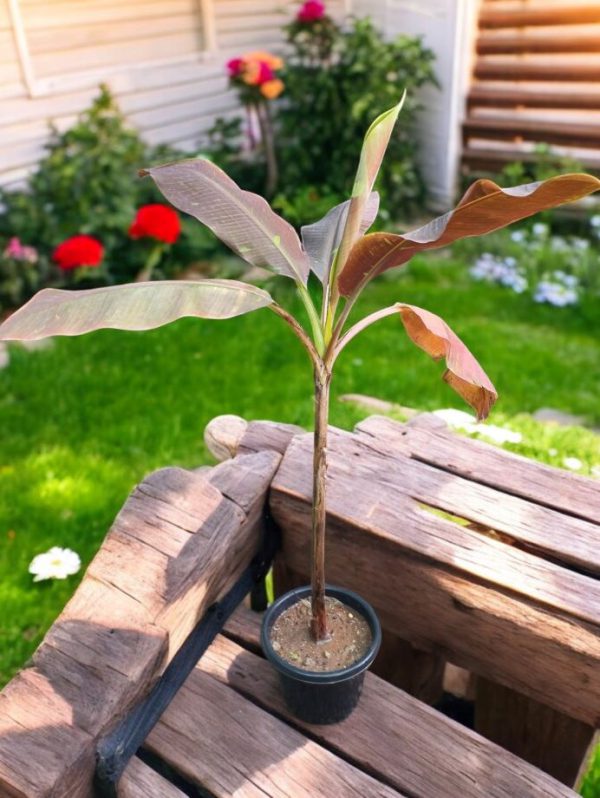 Blood Banana (Musa acuminata Zebrina)