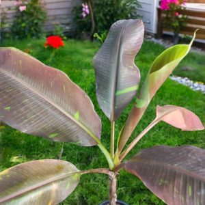 Blood Banana (Musa acuminata Zebrina)