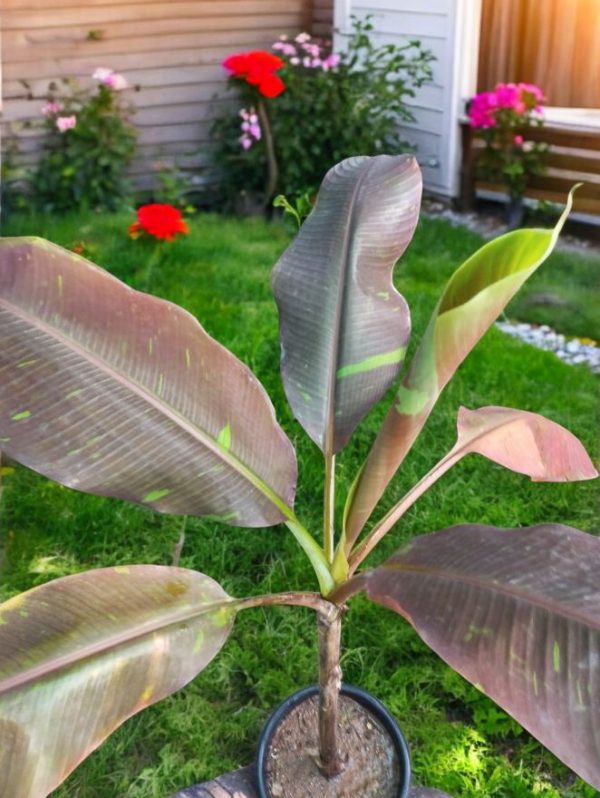 Blood Banana (Musa acuminata Zebrina)