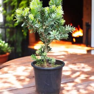 Bottle Brush (Callistemon ‘Little John’)