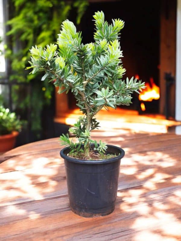 Bottle Brush (Callistemon ‘Little John’)