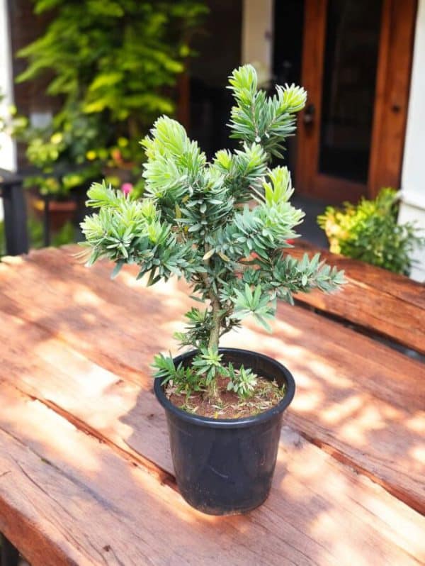 Bottle Brush (Callistemon ‘Little John’)