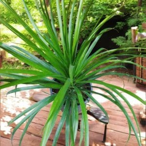 Dracaena Draco