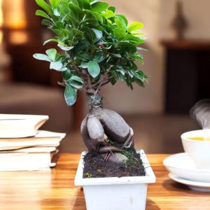 Ginseng Grafted Ficus Bonsai