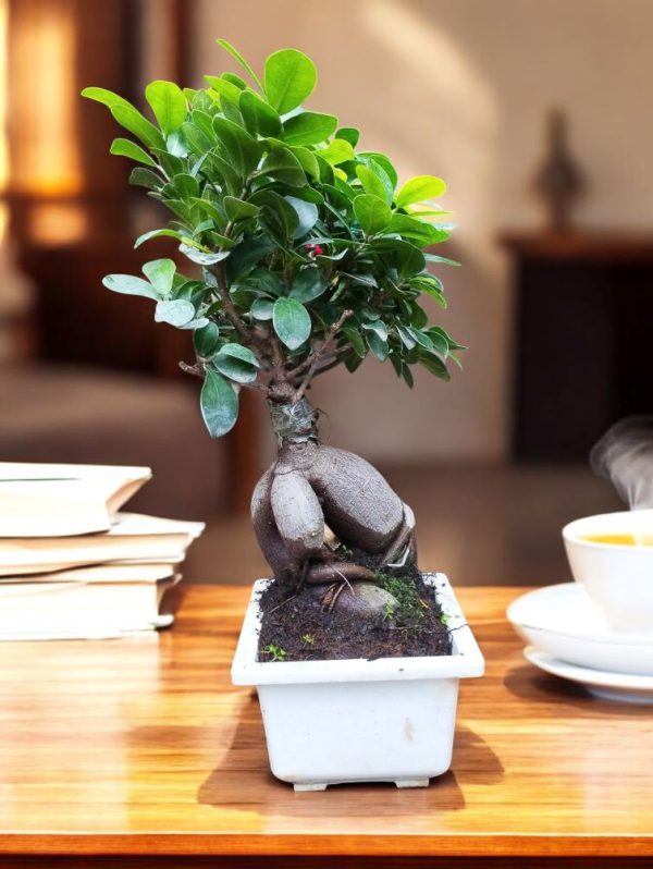 Ginseng Grafted Ficus Bonsai