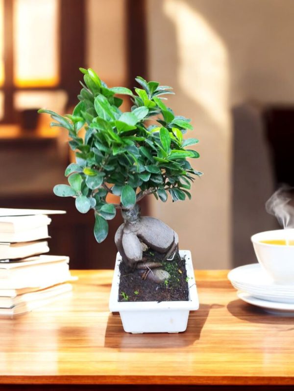 Ginseng Grafted Ficus Bonsai