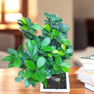 Ginseng Grafted Ficus Bonsai