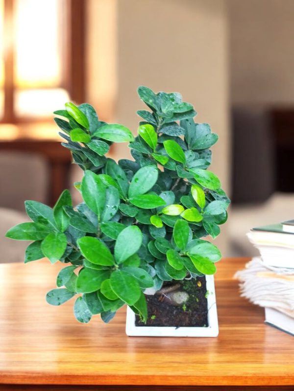 Ginseng Grafted Ficus Bonsai