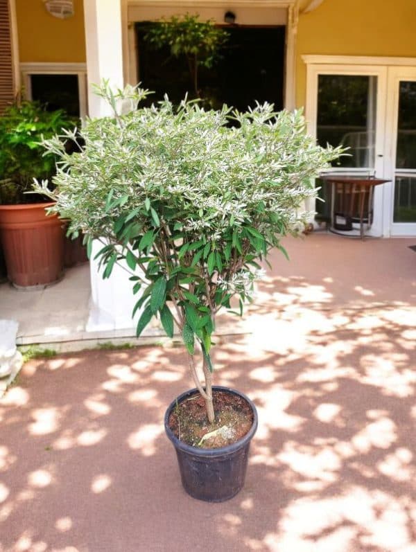 White Small Leaf Poinsettia