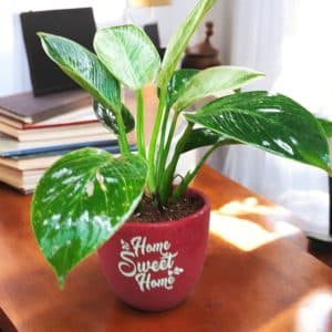Birkin plant in Red terracotta pot