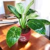 Birkin plant in Red terracotta pot