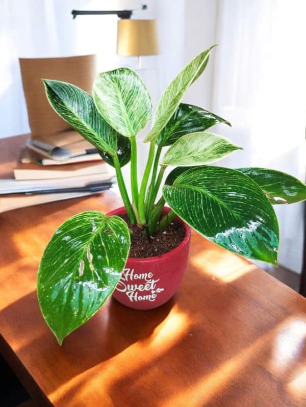 Birkin plant in Red terracotta pot