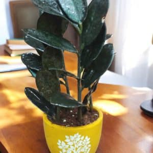 Black ZZ in printed yellow terracotta pot