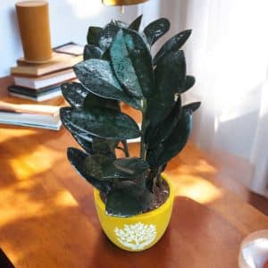 Black ZZ in printed yellow terracotta pot