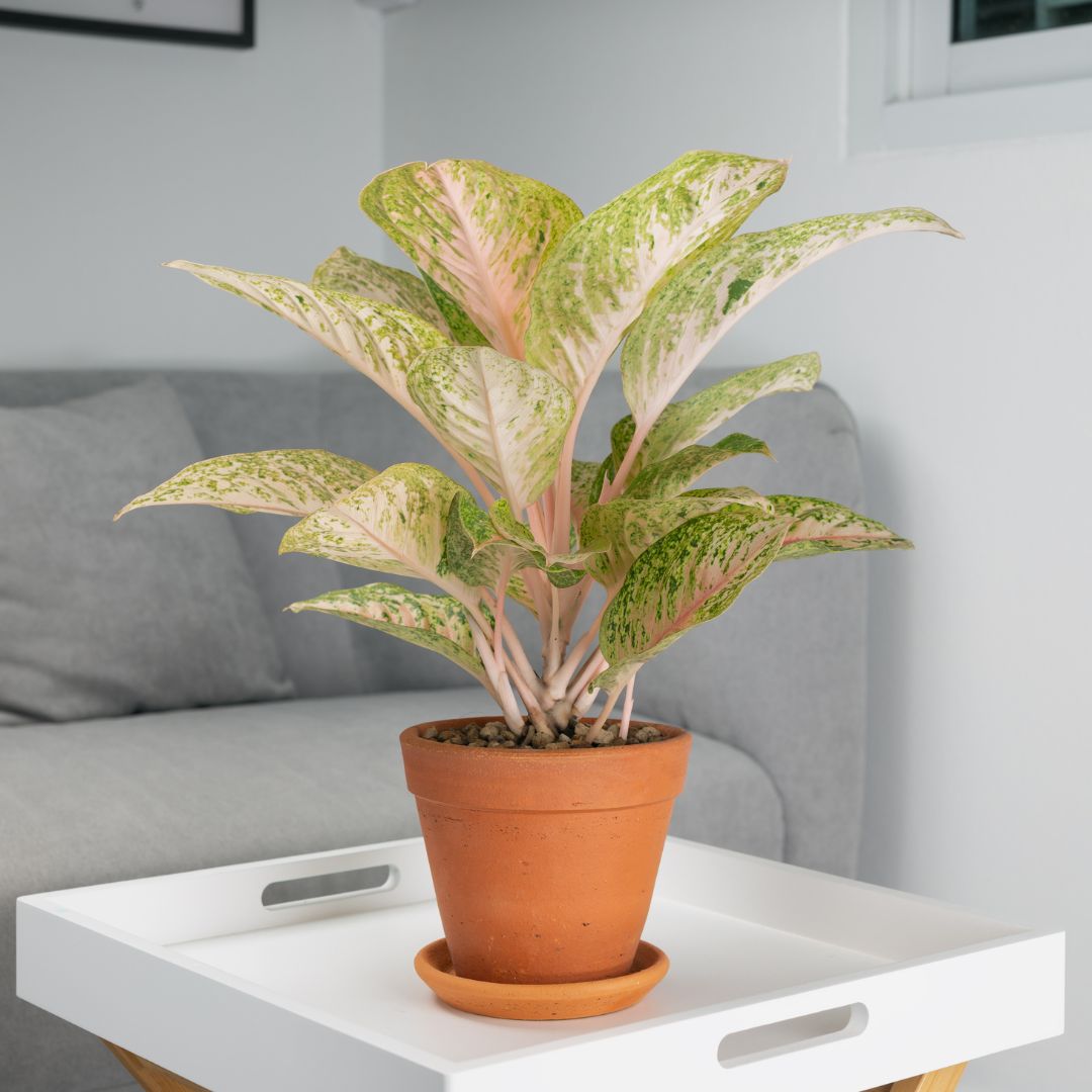Aglaonema