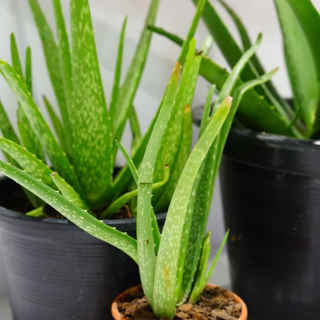 Aloe Vera
