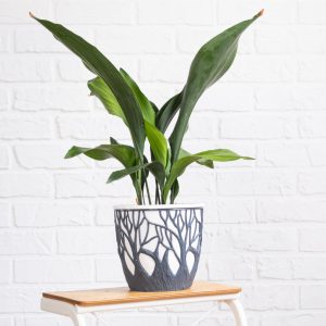 Cast Iron Plant