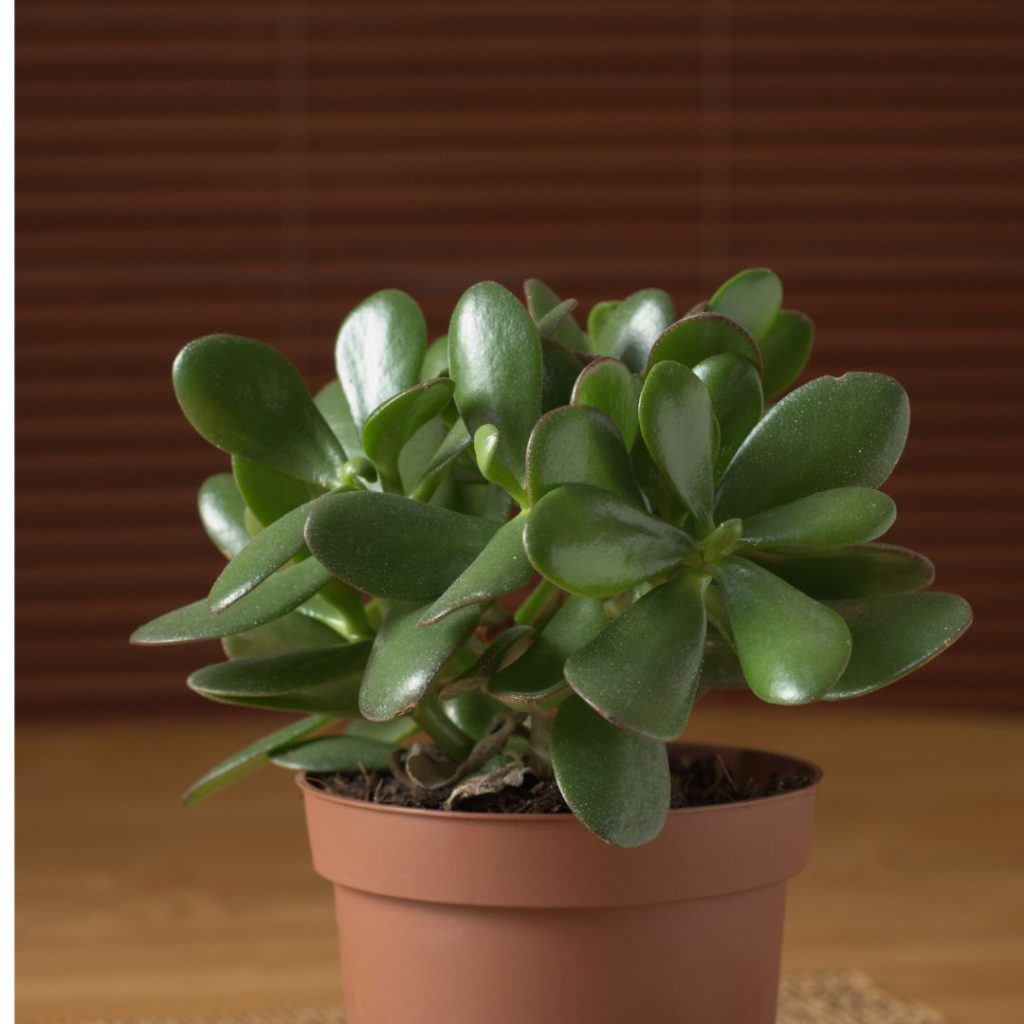 Jade Plant