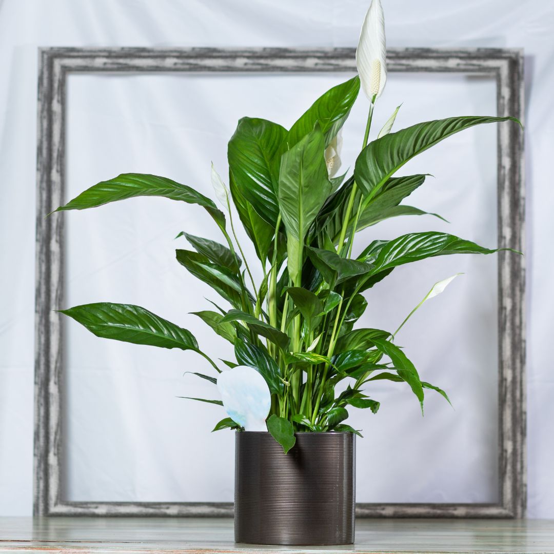 Peace Lilly