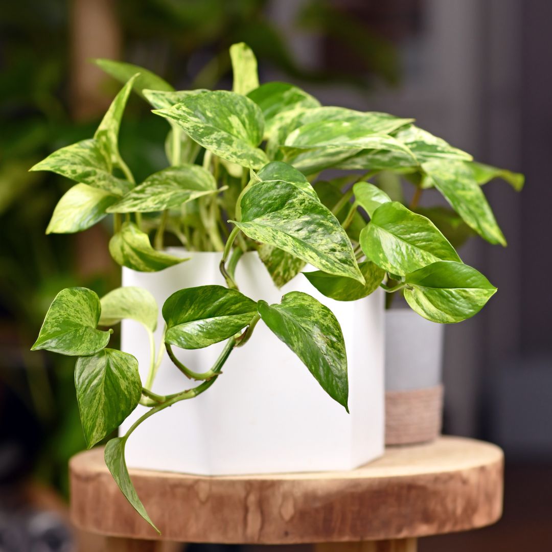Pothos Plant