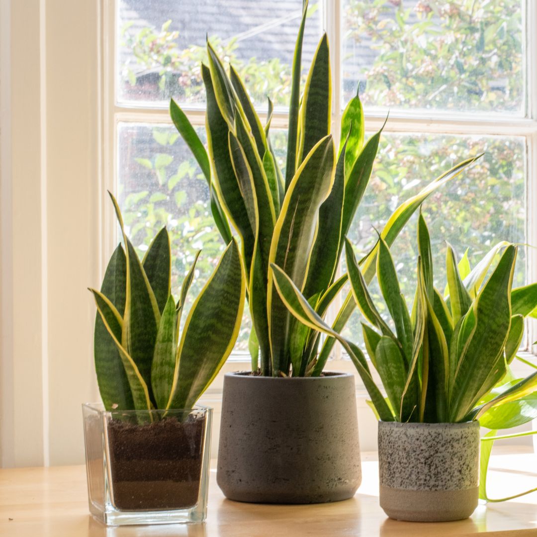 Indoor Plants Which Are Easy to Take Care Of