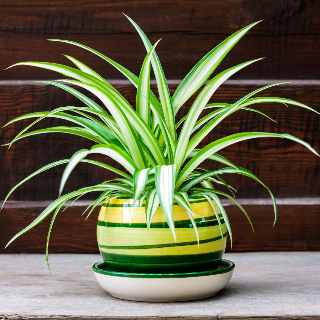 Spider Plant