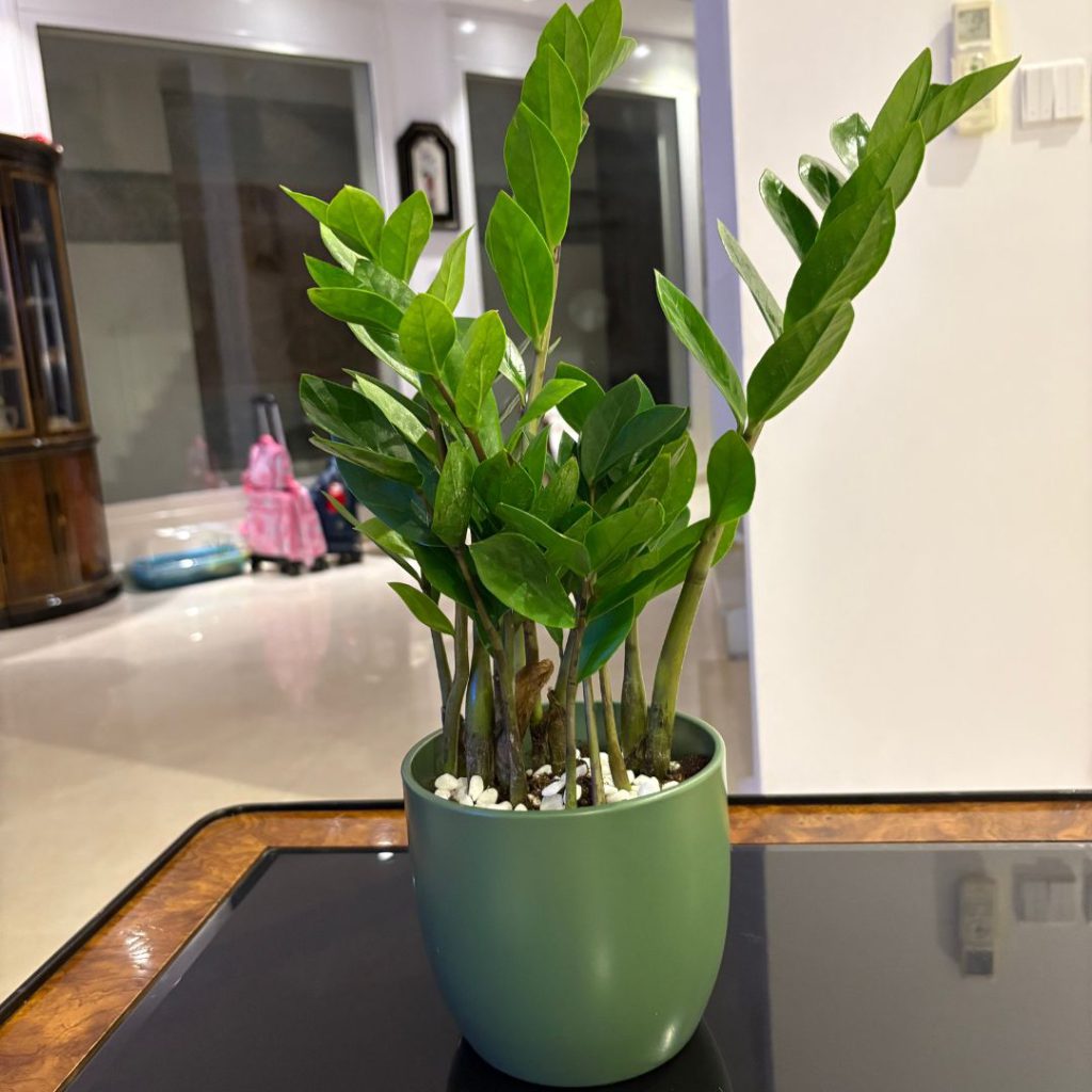 Zamia Plant
