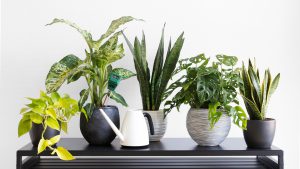 indoor plants easy to take care of