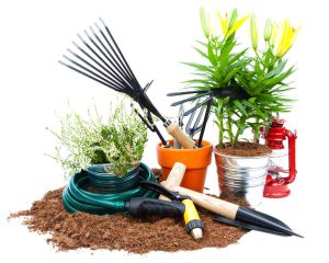 online plant store bangalore