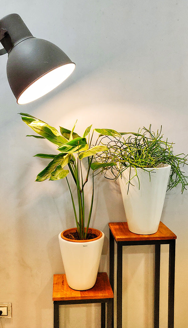 Ceramic Planter Love Bite - Image 4