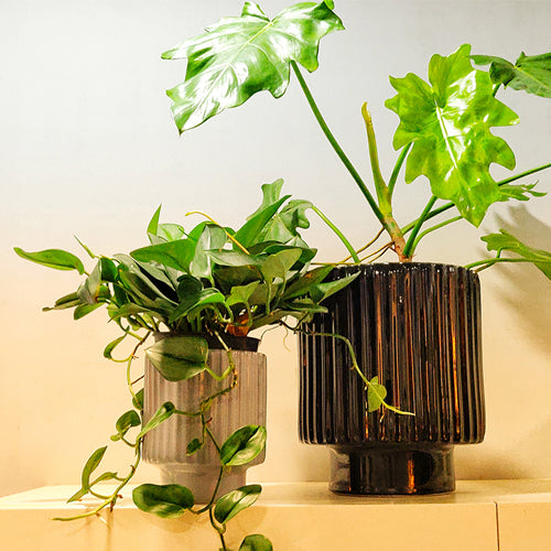 Dark Affinity - Image 8