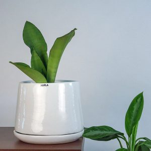 White Ceramic Pot Monsoon Medley