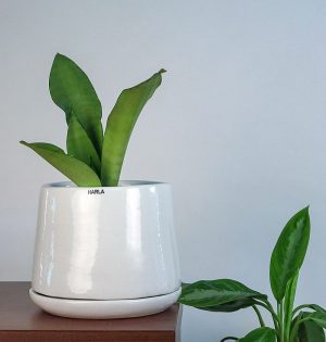 White Ceramic Pot Monsoon Medley
