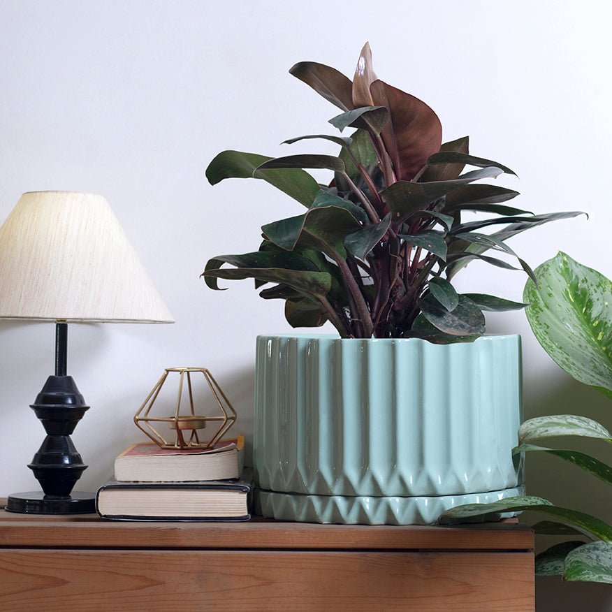 Big Ceramic Pots For Indoor Plants Fleeting Bliss