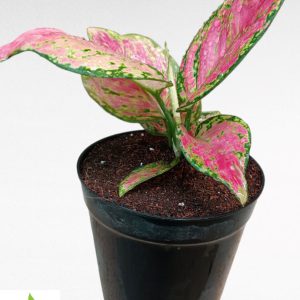 Aglaonema Anjamani