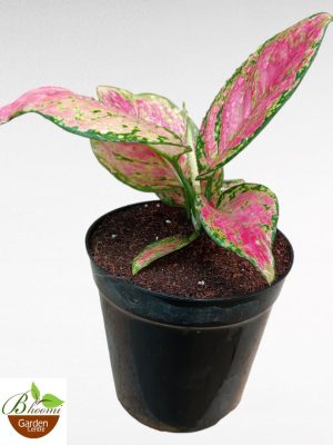 Aglaonema Anjamani