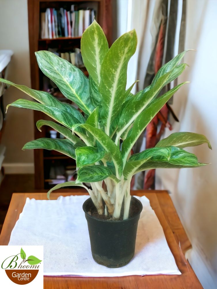 Aglaonema Brilliant Beauty - Image 3