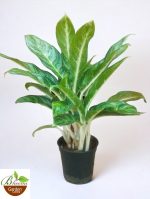 Aglaonema Brilliant Beauty