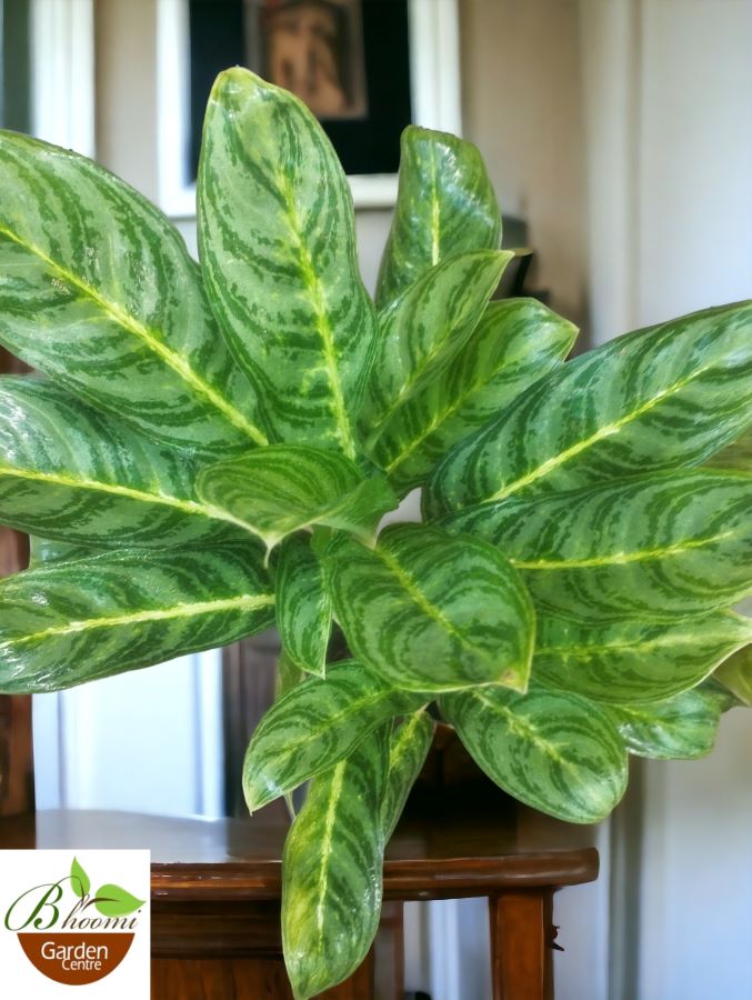 Aglaonema Brilliant Beauty - Image 2
