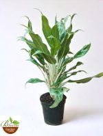Aglaonema Grey Hound