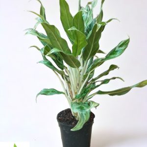 Aglaonema Grey Hound