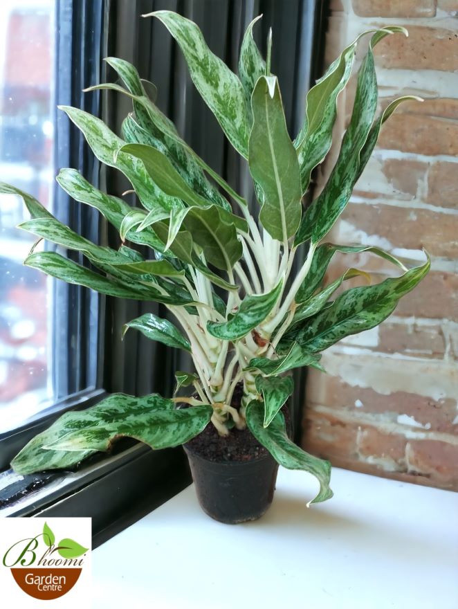Aglaonema Grey Hound - Image 3