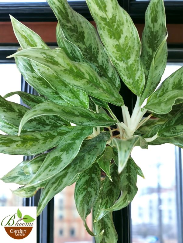 Aglaonema Grey Hound - Image 2