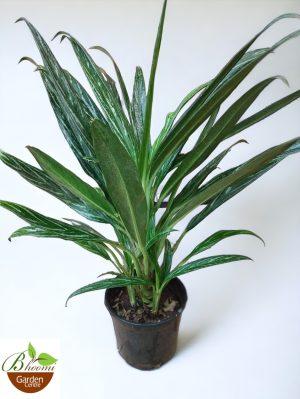 Aglaonema Nitidum