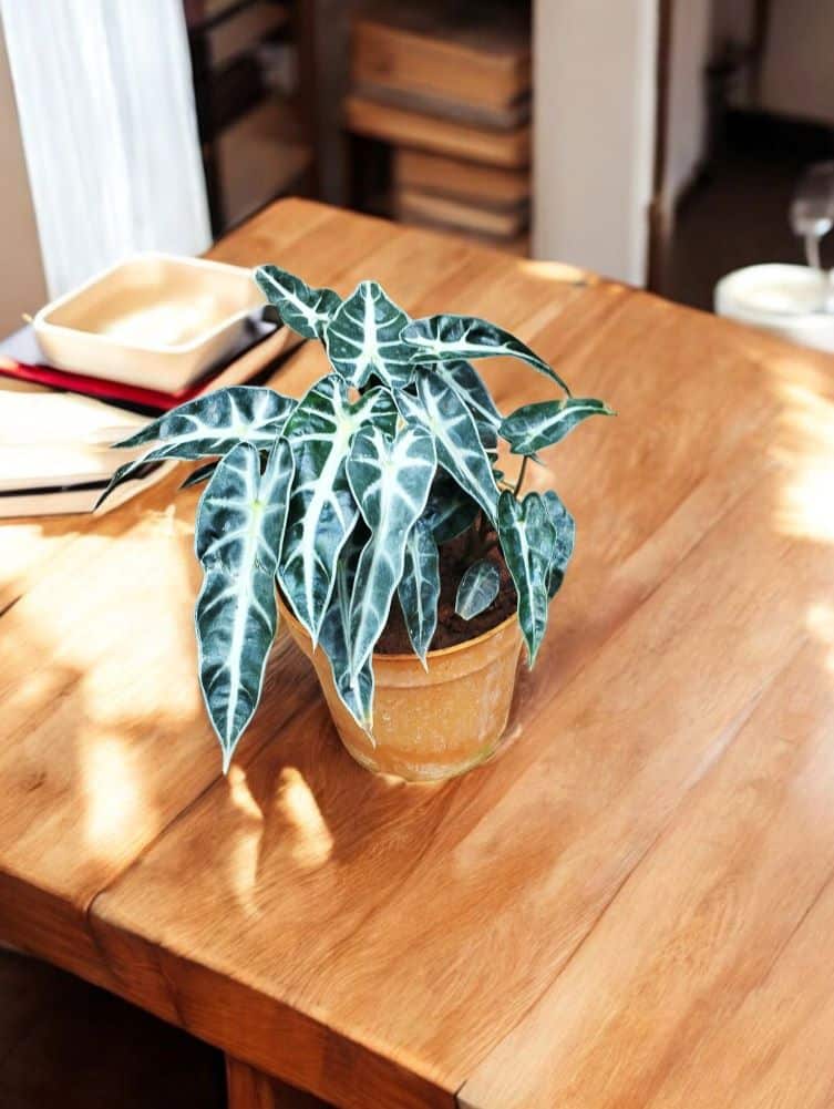 Alocasia Bambino Arrow - Image 3