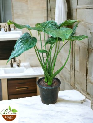 Alocasia  Cucullata (Buddha’s Palm)